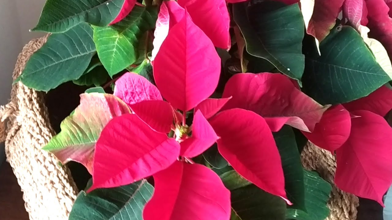 Cómo cuidar la FLOR de PASCUA