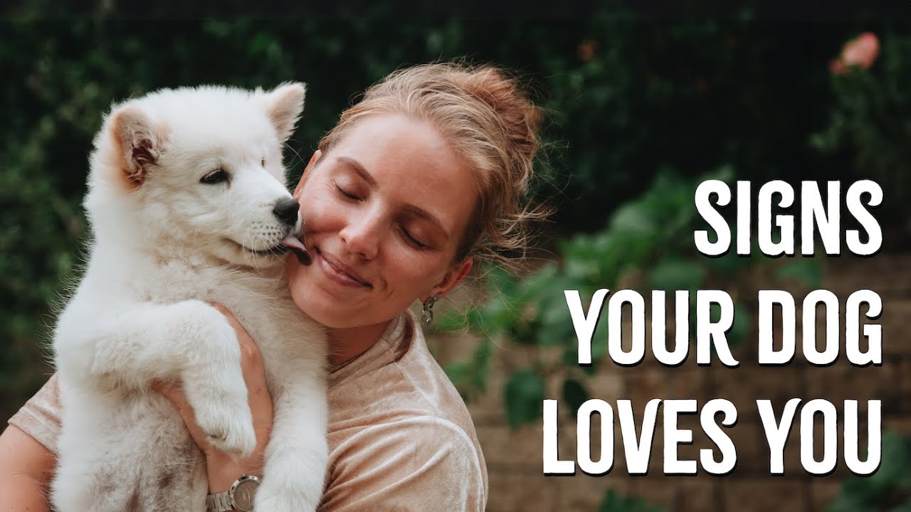 5 Surprising Ways Your Dog Shows They Love You
