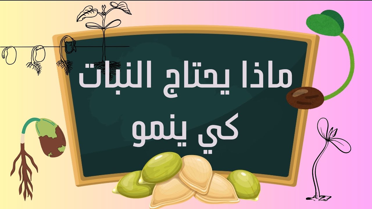 ماذا يحتاج النبات كي ينمو