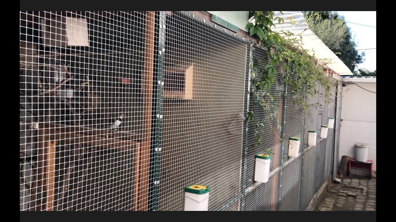 Back home from Dingo Dinkelman volunteer program, big aviary cleaning!! + Baby bird surprise!!