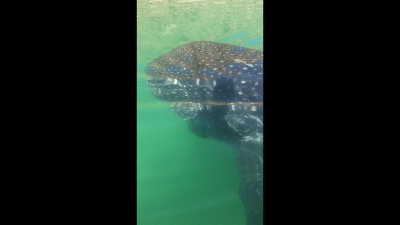 Curious Dogs React to a Whale Shark in Baja Concepcion - LONG