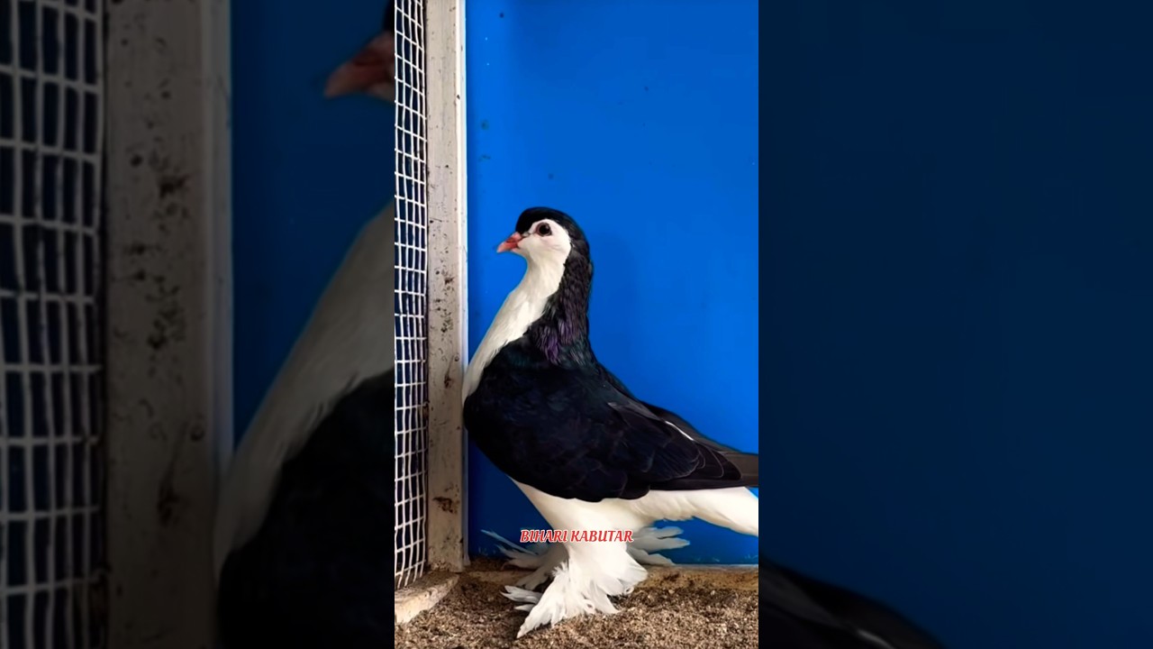 Show Quality💥European Lahore Pigeon💯 #youtubeshorts #shorts #feed @biharikabutar5419 #birds