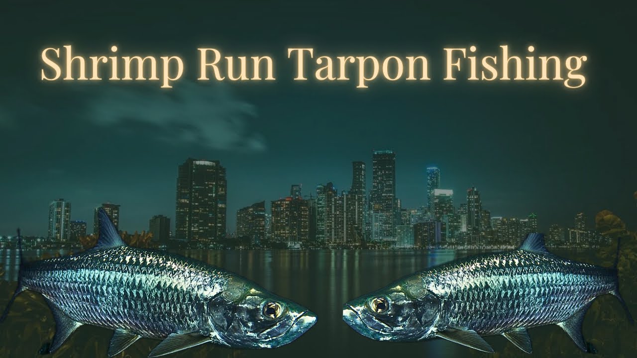 NON STOP TARPON | Fishing During The Shrimp Run 