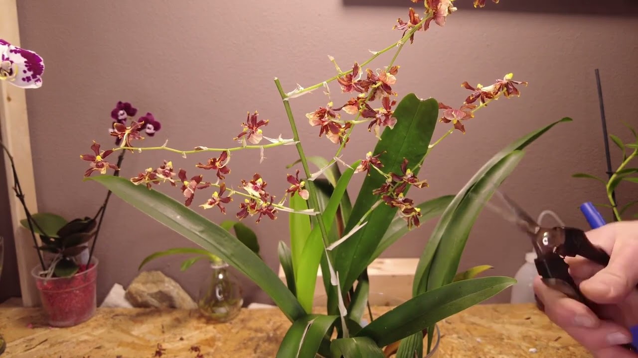 Come evitare i disastri delle orchidee - i consigli degli esperti