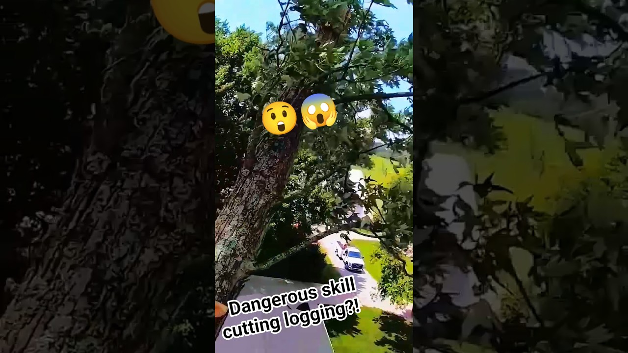 Dangerous skill cutting logging!#logging #tree #trees #fall #treefelling #shorts #treeclimber