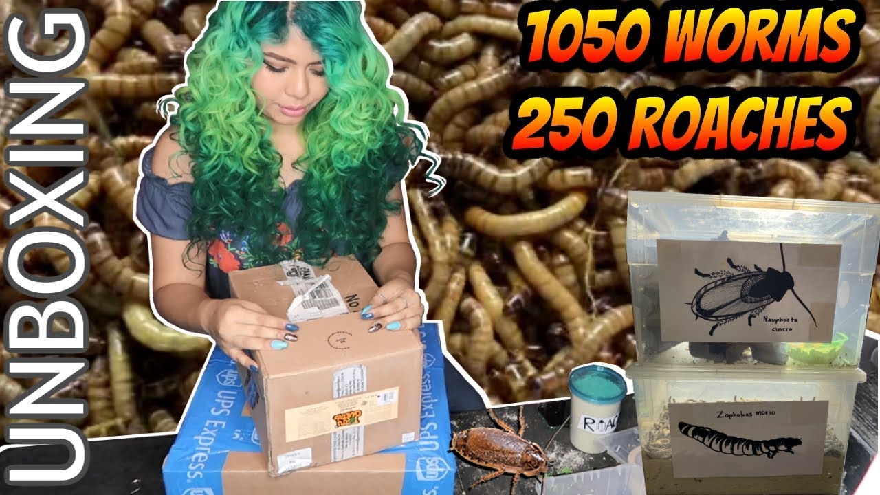 LIVE BUGS UNBOXING + HOW I CARE FOR THEM & SET THEM UP