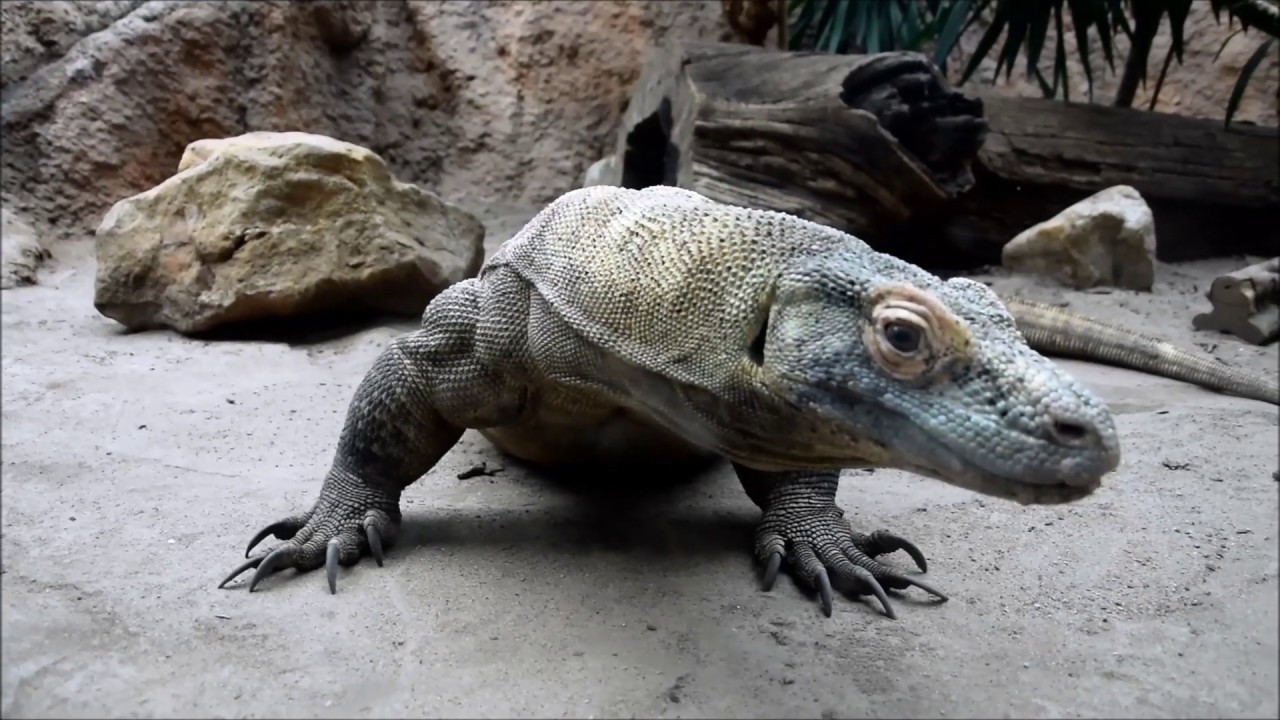 Treningi medyczne - szkolenie z Barbarą Heidenreich w Starym Zoo