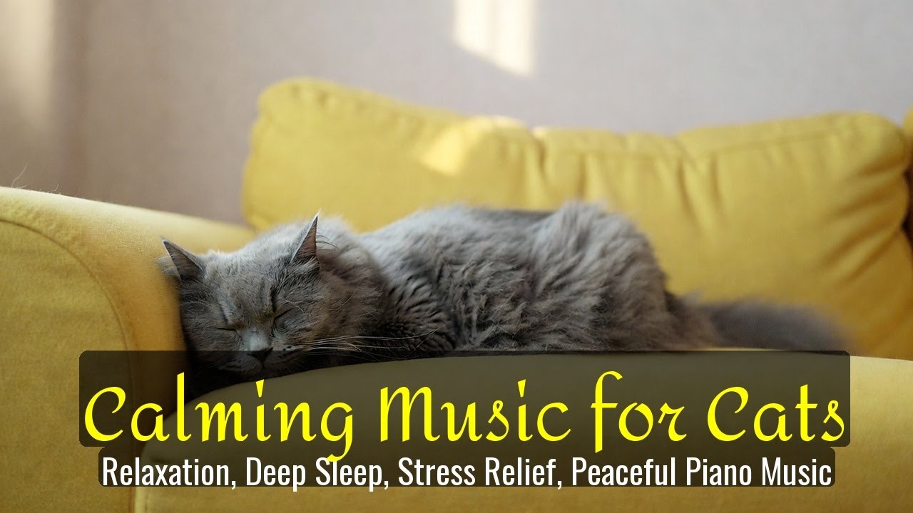LIVE Cute Sleeping Cat for Ultimate Relaxation 😌 | Season 84