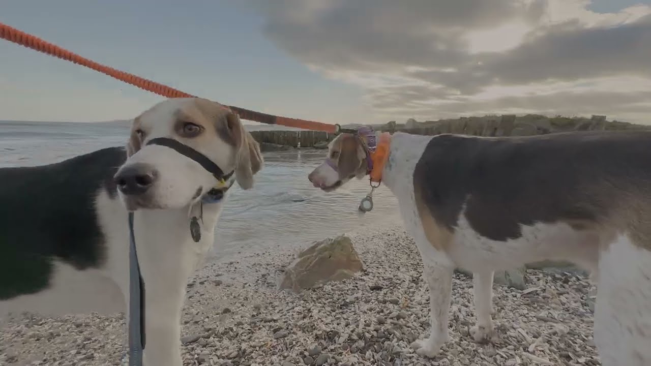 Port Beach with Cerberus