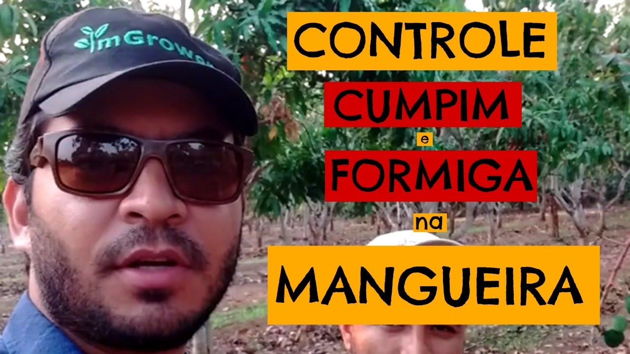 DESCUPINIZAÇÃO – Controle do Cupim e da Formiga no Pé de Manga em Kwanza Sul, Angola