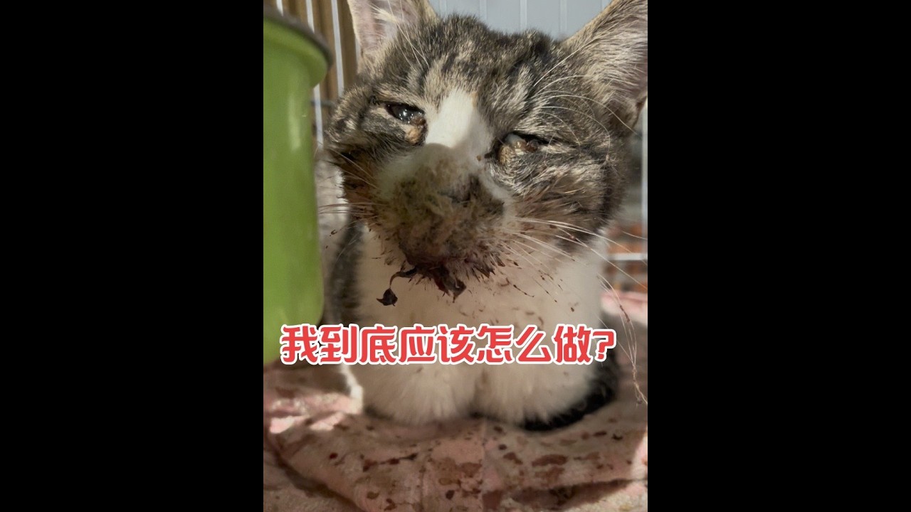 你們教教我，在遇到別人棄養隨意丟在我門口的我應該怎么做，貓是無辜的，我能力有限，我應該怎么做呢？我昨晚想了一夜都沒想明白，到底應該怎么做！#流浪貓W