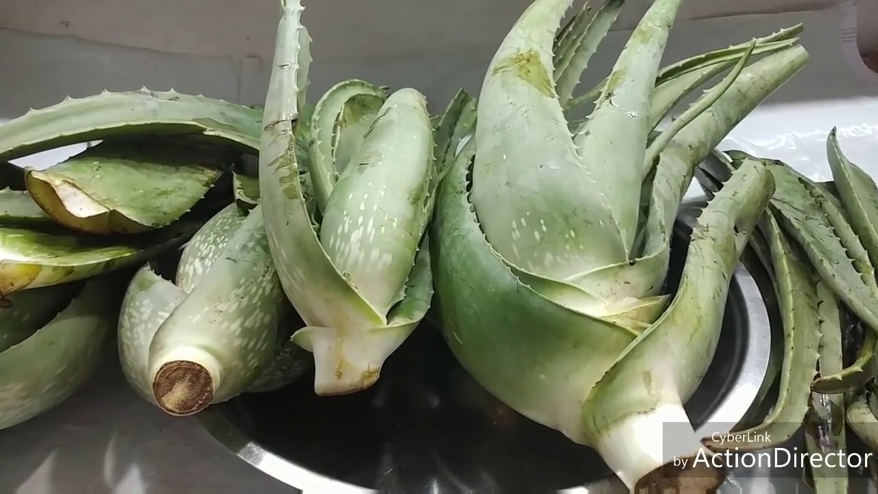Halwa Gheegwar ( aloe vera)