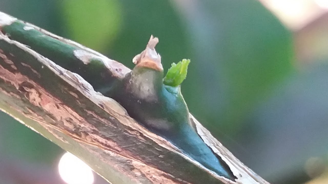 16 Tipos de Enxertia. Confira. Parte 2