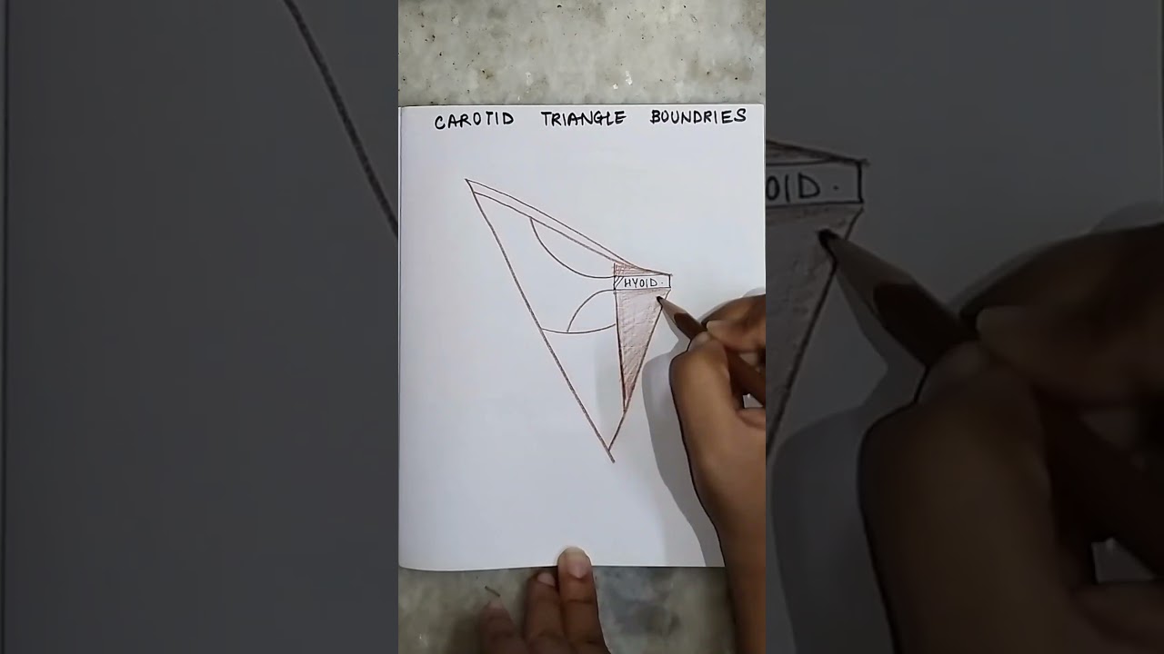 Carotid Triangle Boundaries|#anatomy #diagrams #medschool #medstudent