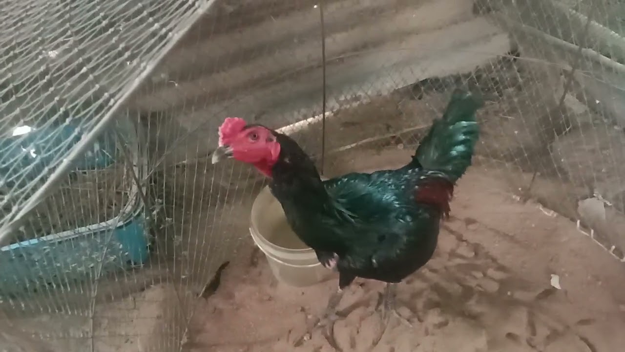 อัพเดทไก่ในเล้า #พม่าแข้งหน้า  สถานการณ์ชายแดน #ชายแดนไทยกัมพูชา 
