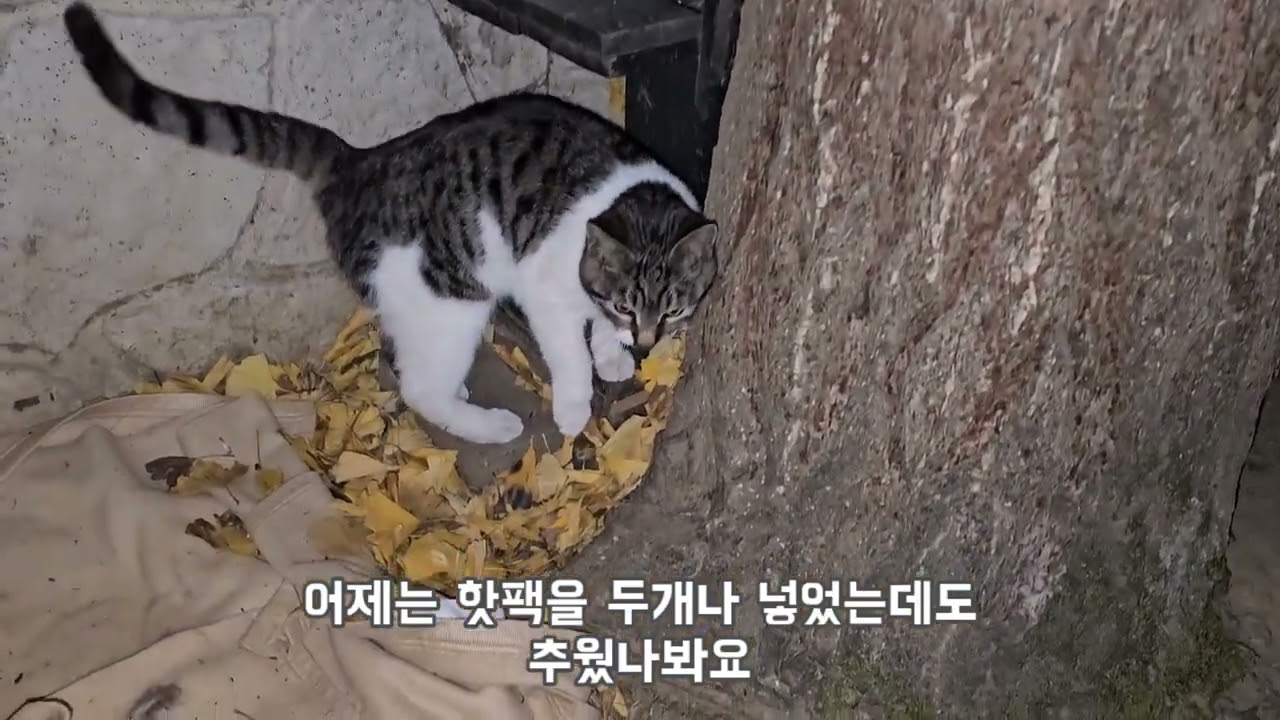 하루종일 안보이는 아기고양이 찾고나서 너무 기쁜 초롱탐정