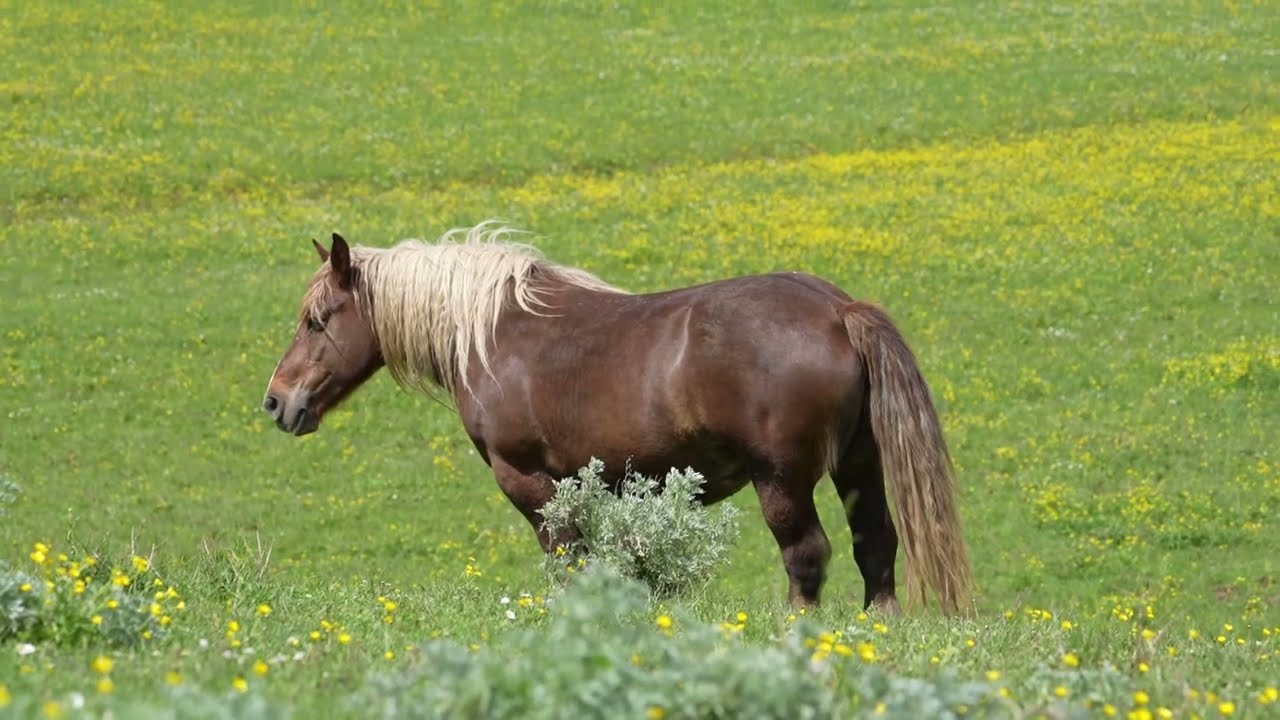 CAVALLI DA TIRO: UNA RISORSA PER IL TERRITORIO