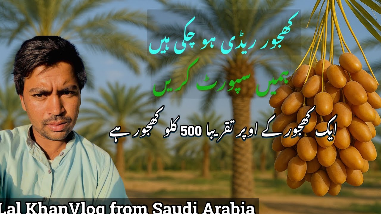 Premium Quality Royal Dates in Saudi Arabia 🍇 سعودی عرب کی شاہی کھجوریں اور دلکش ماحول