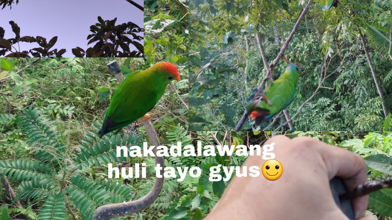 Paano manghuli ng kulasisi(Philippine hanging parrot)