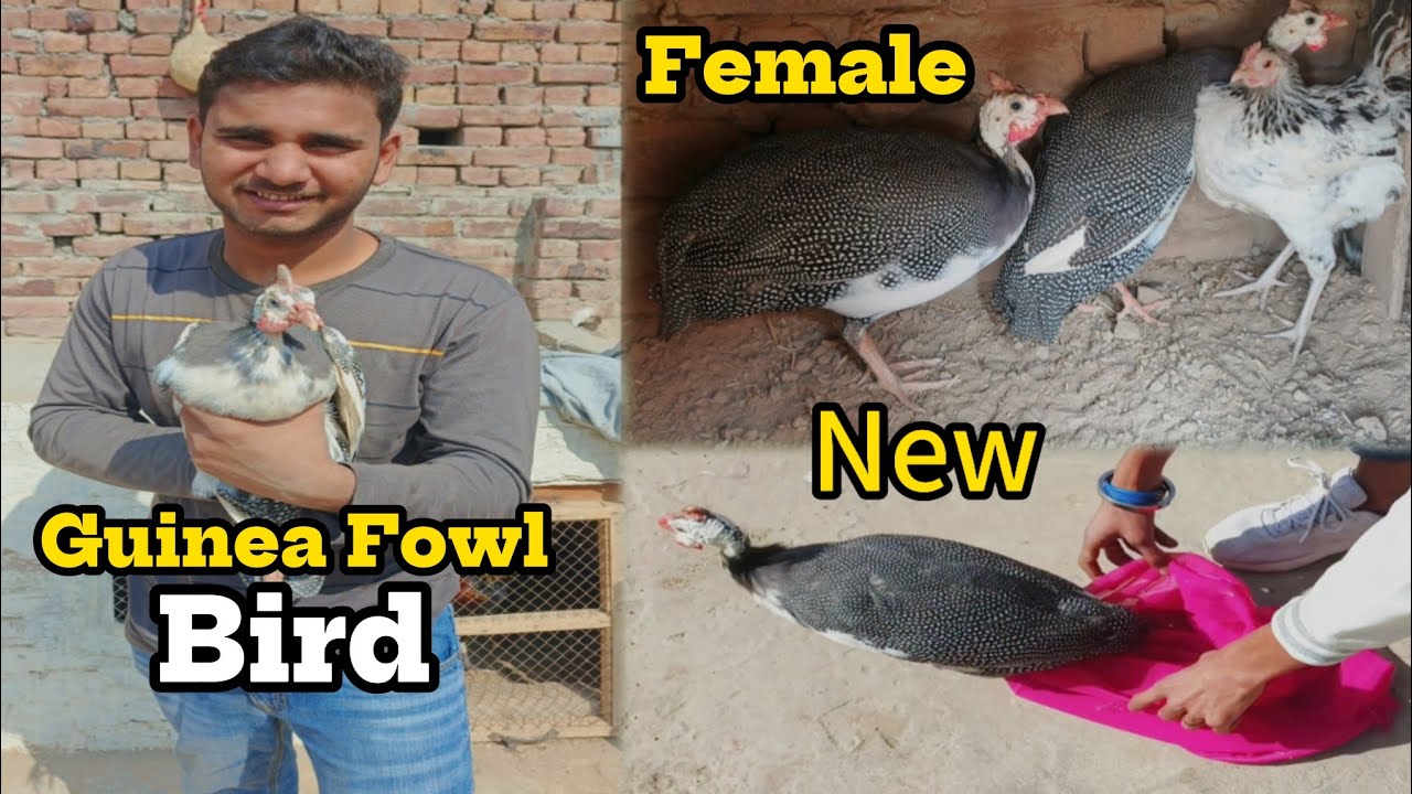 Market sa new female Guinea Fowl Bird lay aya|||BEAST and VLOGZ