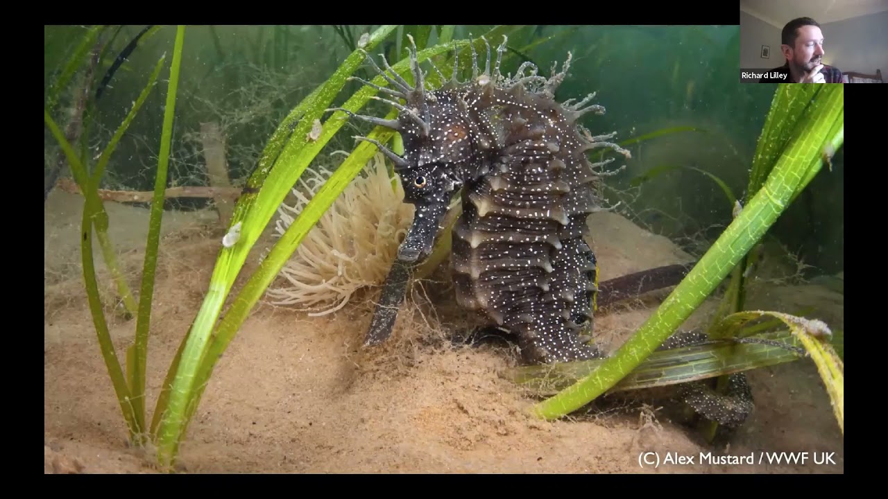 Project Seagrass - Dr Richard Lilley