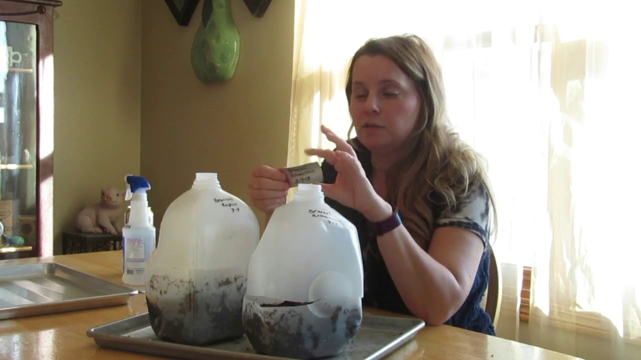 How to Winter Sow Seeds