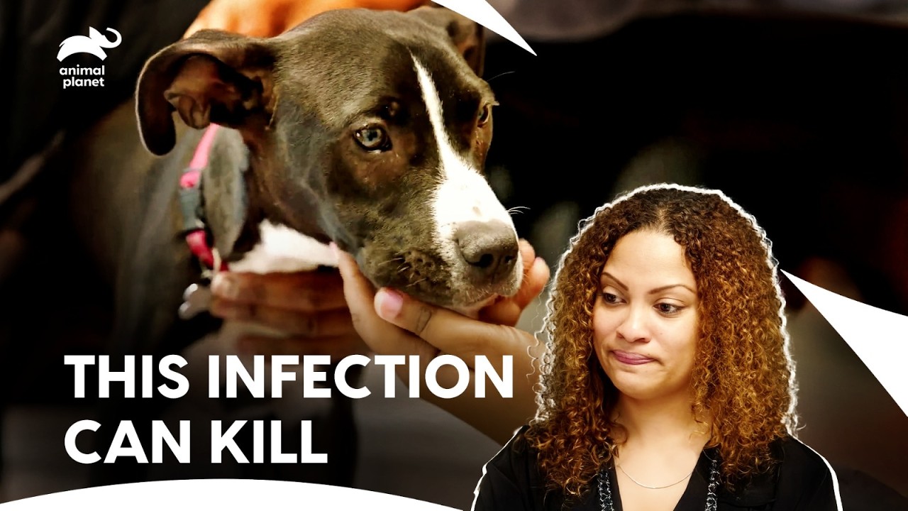 Dr. Blue Battles Deadly Lepto in Rescue Dog | The Vet Life | Animal Planet