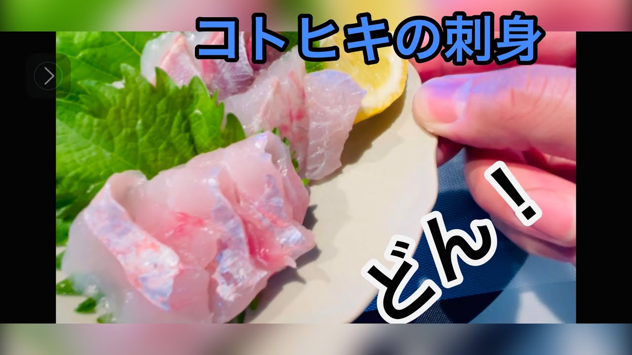 【珍魚鳴く魚！？】釣れたてコトヒキを刺身にするよ〜！