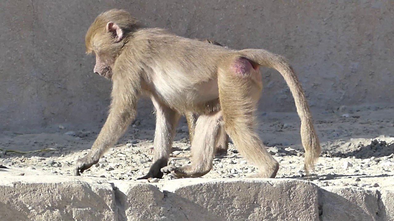 WILDLANDS Adventure Zoo Emmen