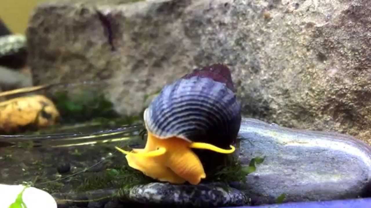 Orange Rabbit Snail on it's way to dinner.