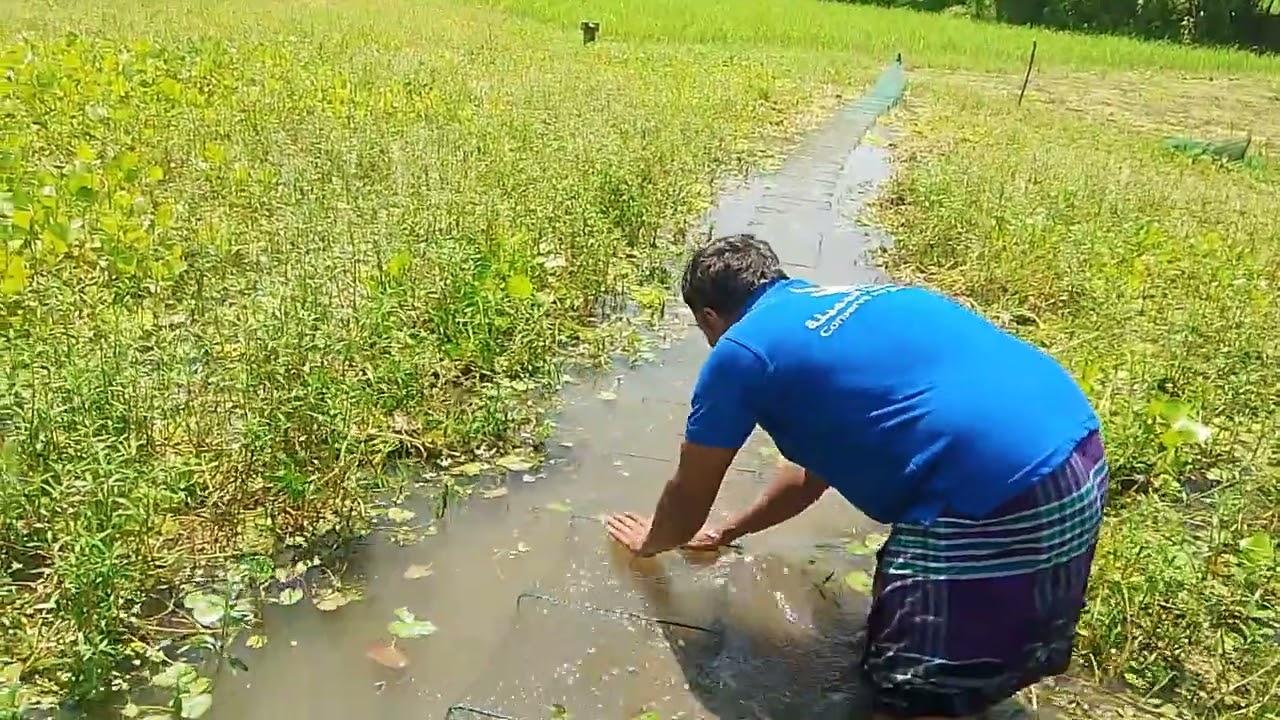 শাহনাজাল কিভাবে বাধবেন চায়না দলে মাছ ধরা 