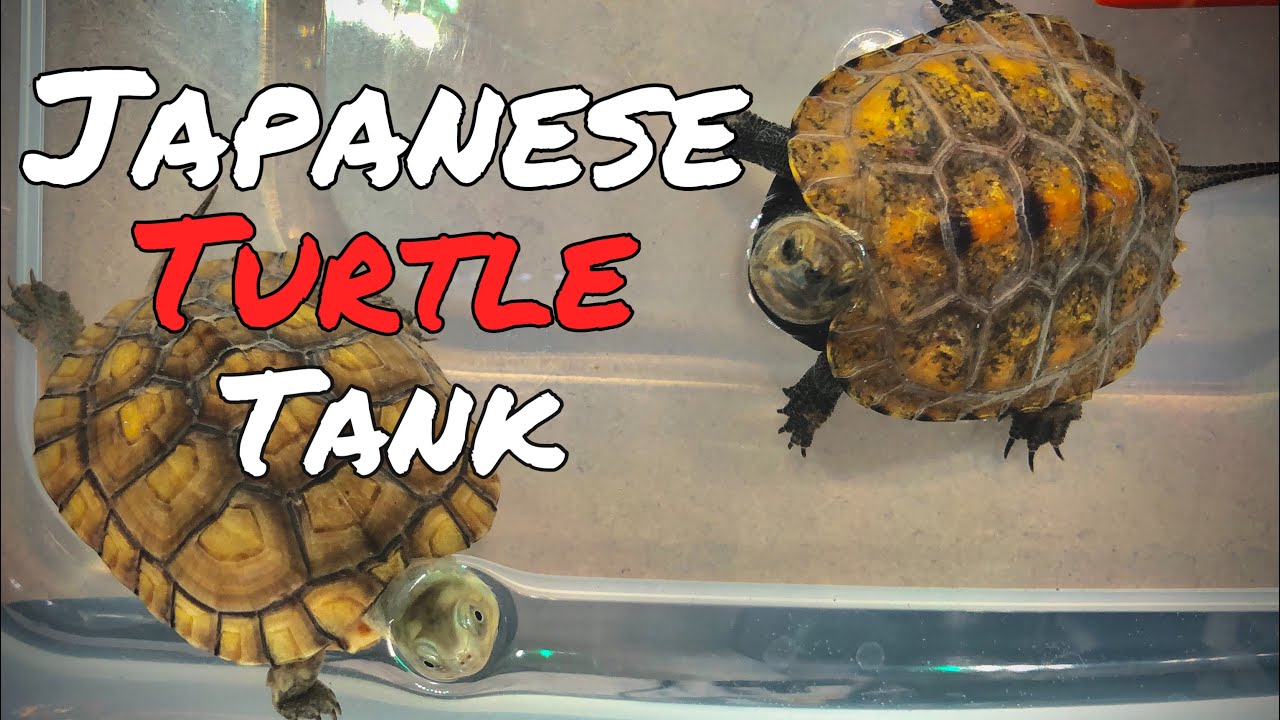 BEST JAPANESE TURTLE TANK! Simple Setup with 2 Turtles native to Japan【Japanese pond turtle】イシガメ水槽