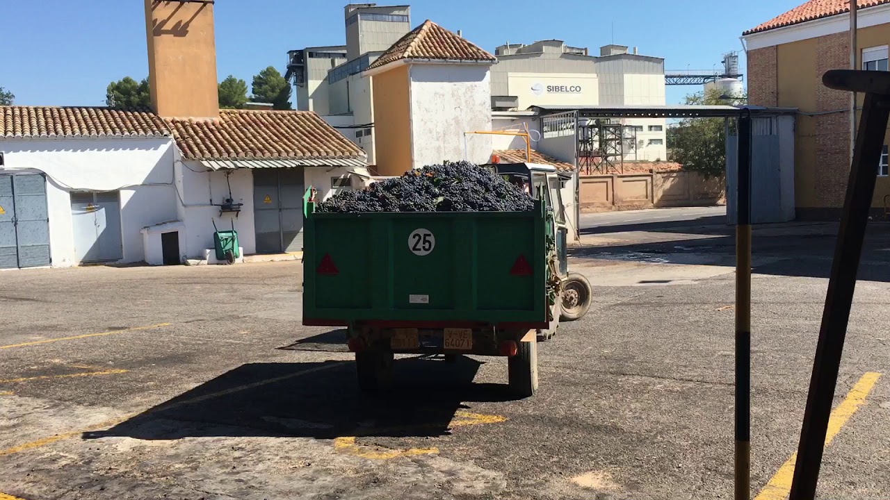 Tractor descargando uva - Vendimia 2019 en la cooperativa de Utiel (Valencia)