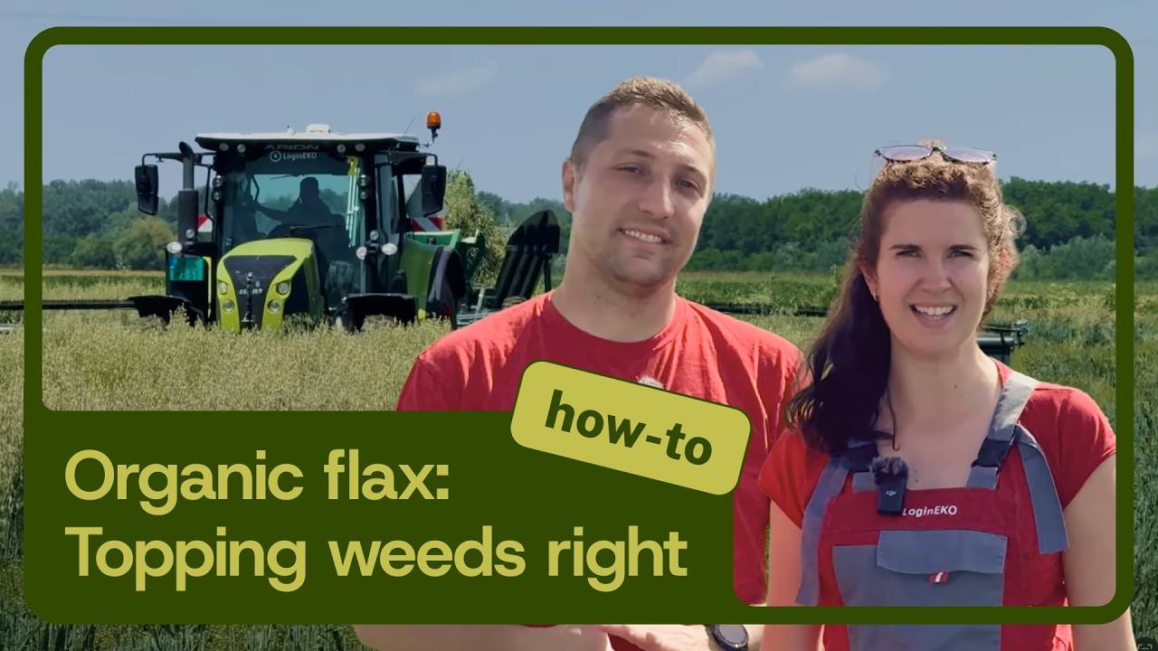 How We Top Weeds with Zürn Top Cut Collect | Organic Flax Farming 101