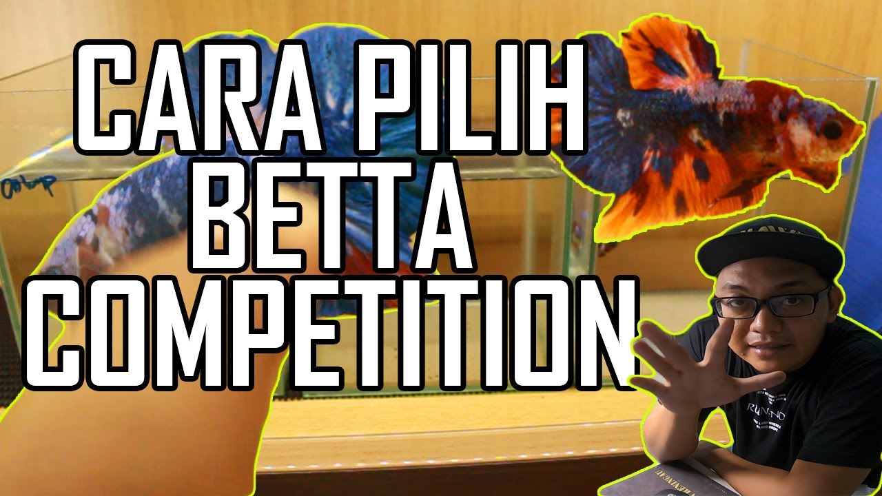 10 EKOR BETTA THAILAND SAMPAI - KALAWON SELECT IKAN COMP GRED, SHOW GRED & BREEDER GRED