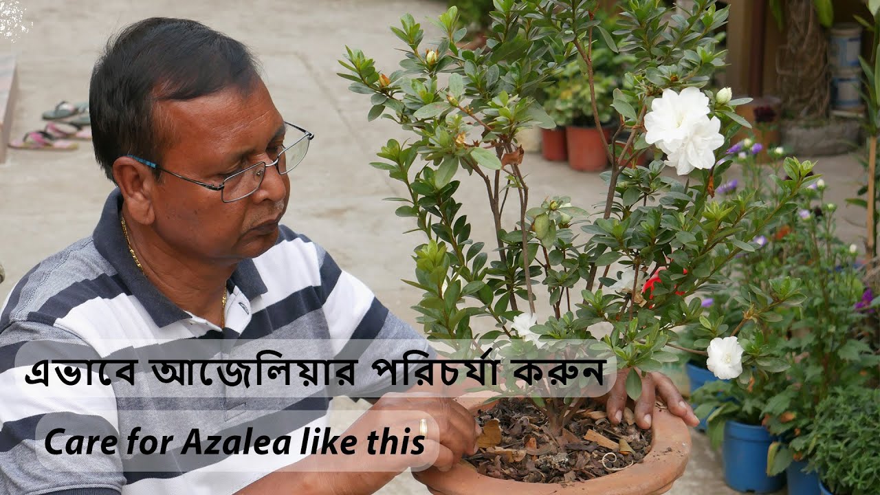 এভাবে আজালিয়ার পরিচর্যা করুন  || Care for Azalea like this || Nilkanta Halder, The Indian Gardener