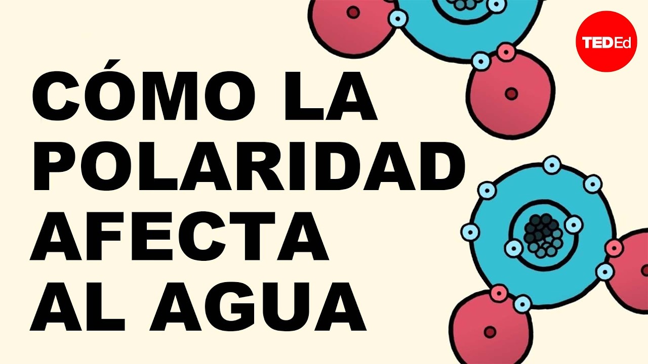 &iquest;C&oacute;mo la polaridad hace que el agua se comporte de manera extra&ntilde;a? - Christina Kleinberg
