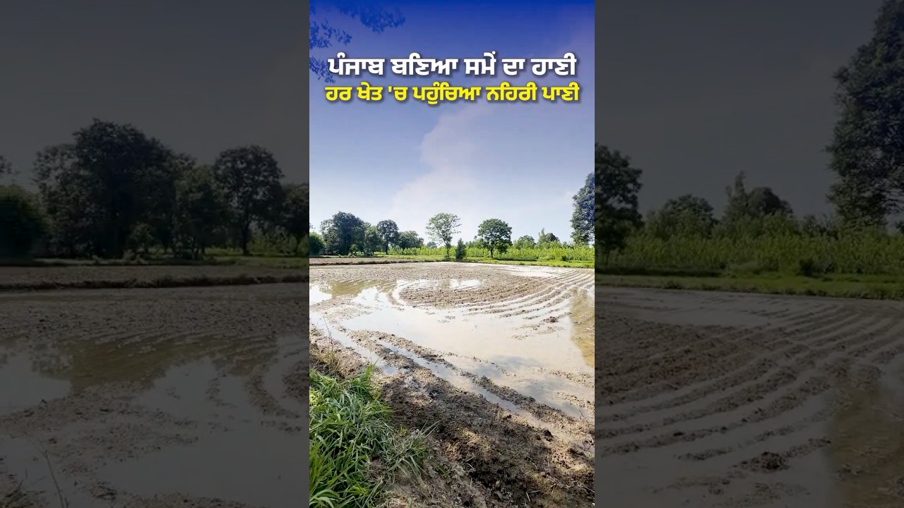 ਮਾਨ ਸਰਕਾਰ ਨੇ ਬਿਨਾਂ ਮੋਟਰਾਂ ਚਲਾਏ ਝੋਨਾ ਲੱਗਣ ਲਾ ਦਿੱਤਾ!