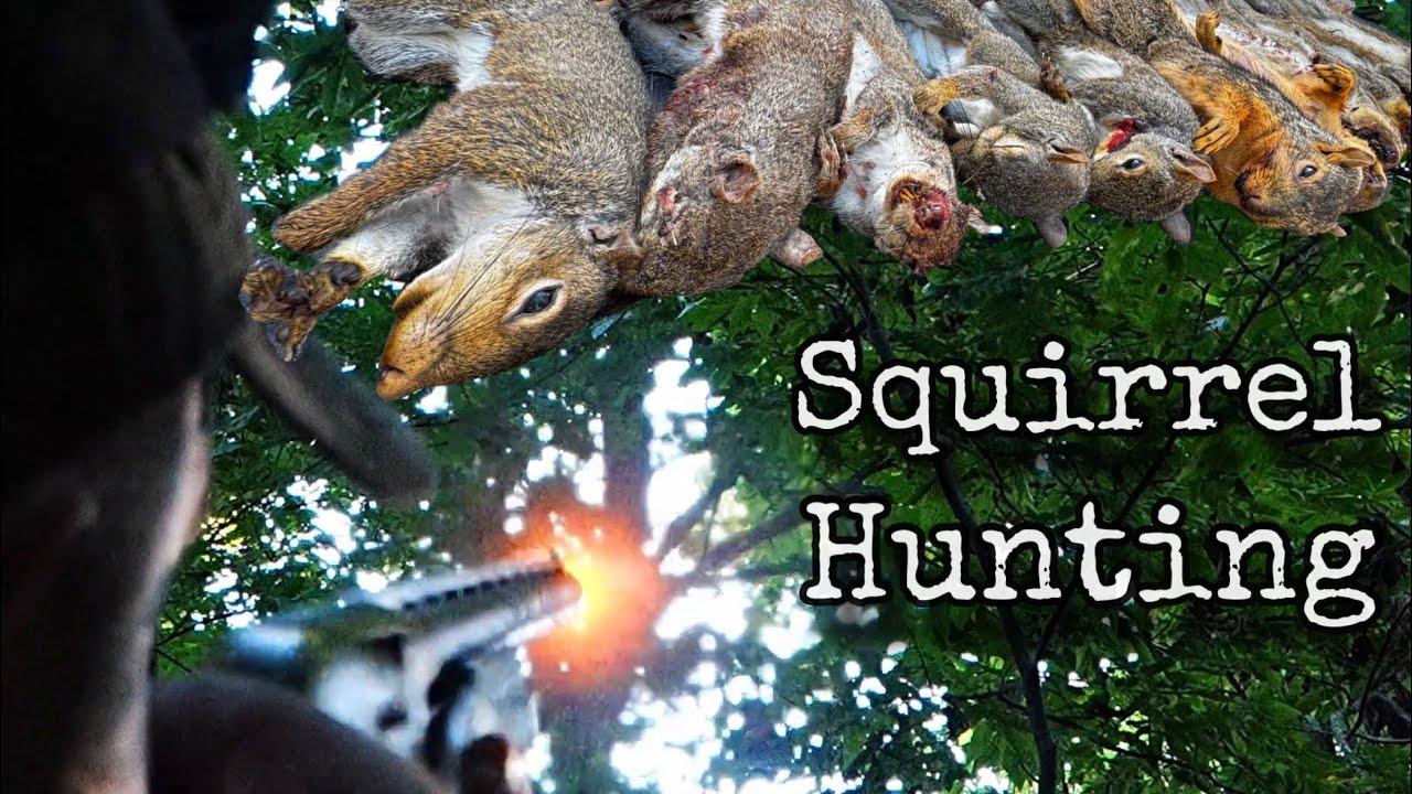 Squirrel Hunting MO River Bottoms with a shotgun/public land!