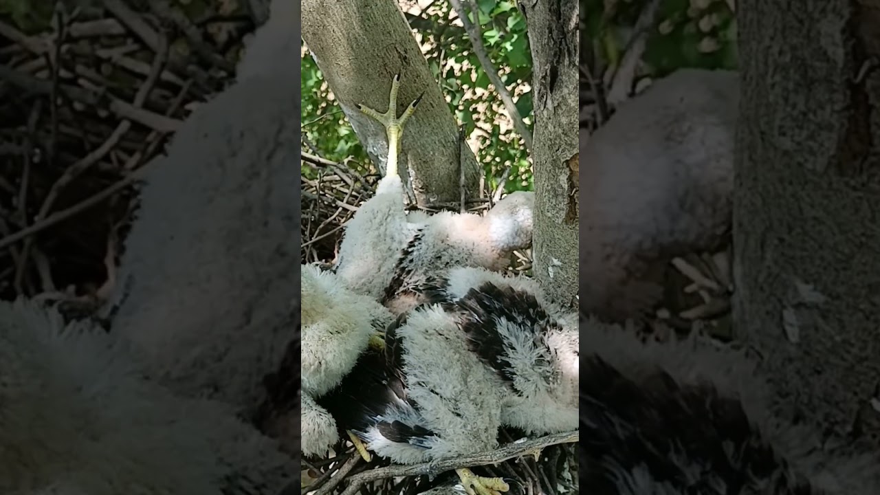 Nest of Wings: The Untold Story of Falcon Babies (P 3) #shorts #ytshorts #shortsvideo #short