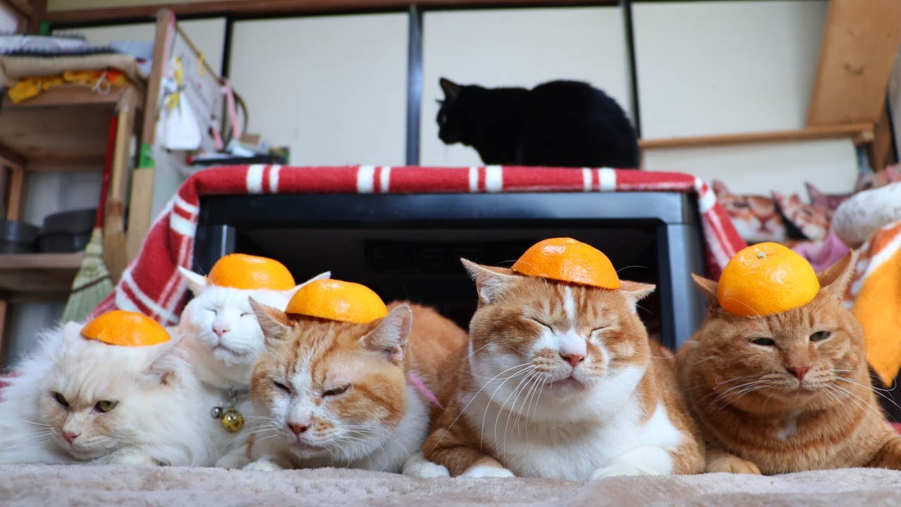 みかんの皮　のせ猫　260126