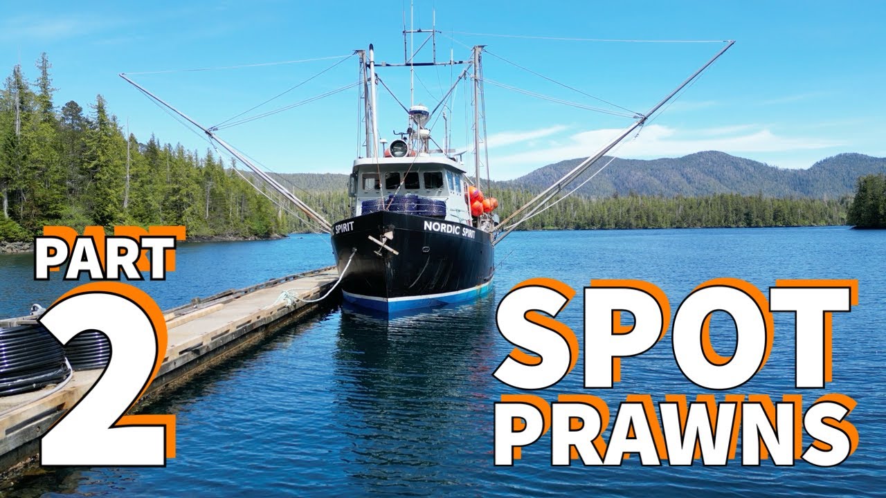 FISHING SPOT PRAWNS 2024 PART 2