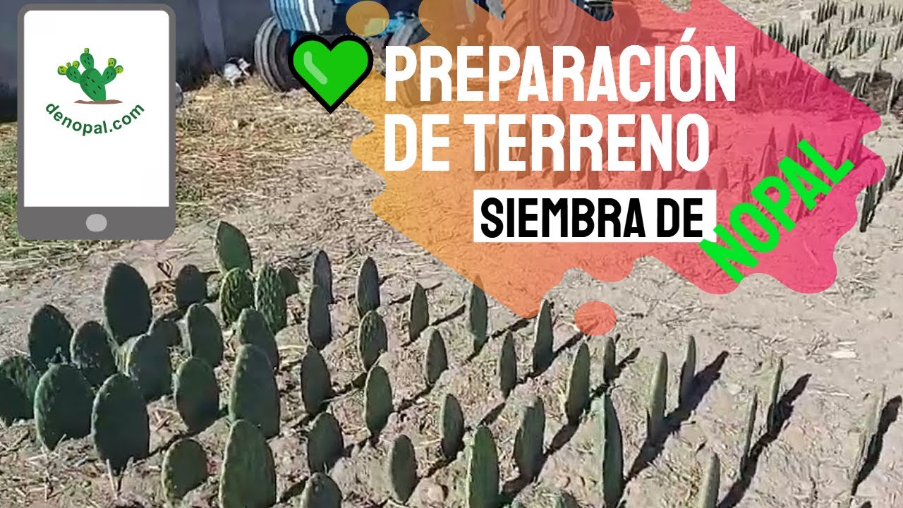 💚MEJOR Abono para la SIEMBRA de NOPAL 2021 | Apréndelo aquí 👇