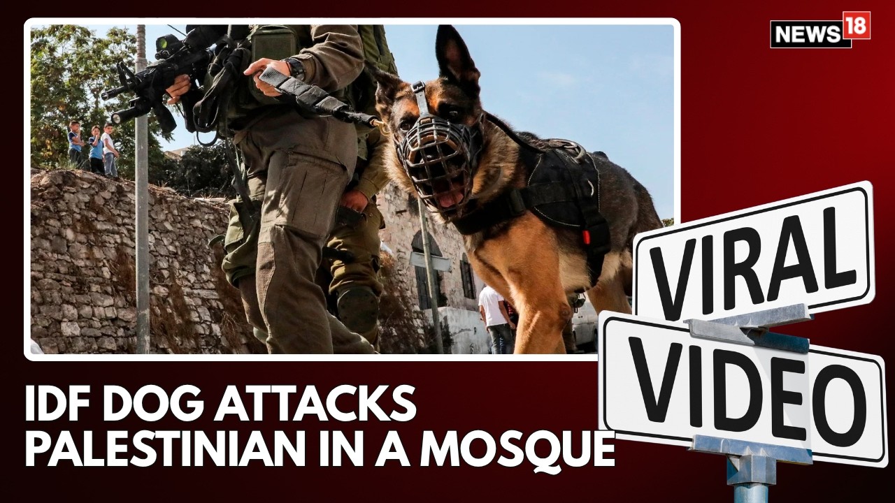 Breaking: IDF Military Dog Attacks Palestinian Worshipper in Mosque | Israel's Canine Attack | N18G