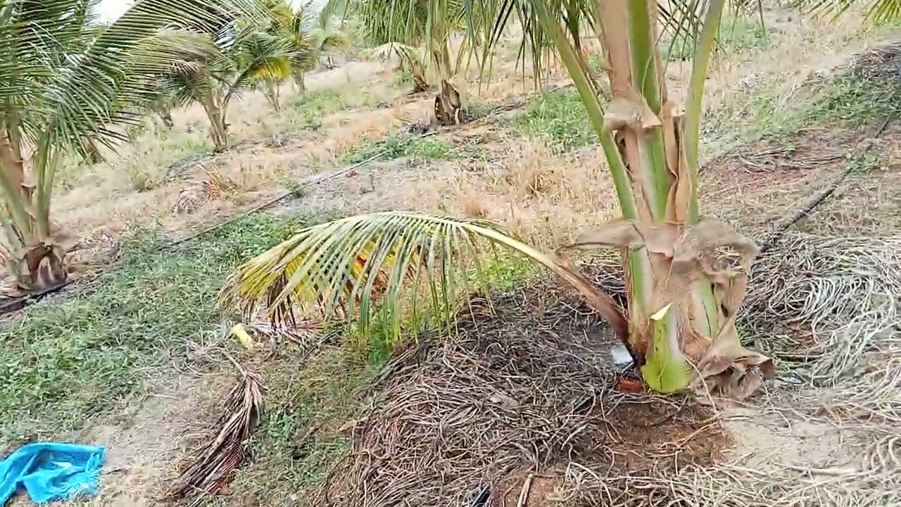 Cần bán lô đất 5.5 s có 10 mét đường bê tông điện nước đài đủ có 220 cai dưa 550tr lhcc 0393270104