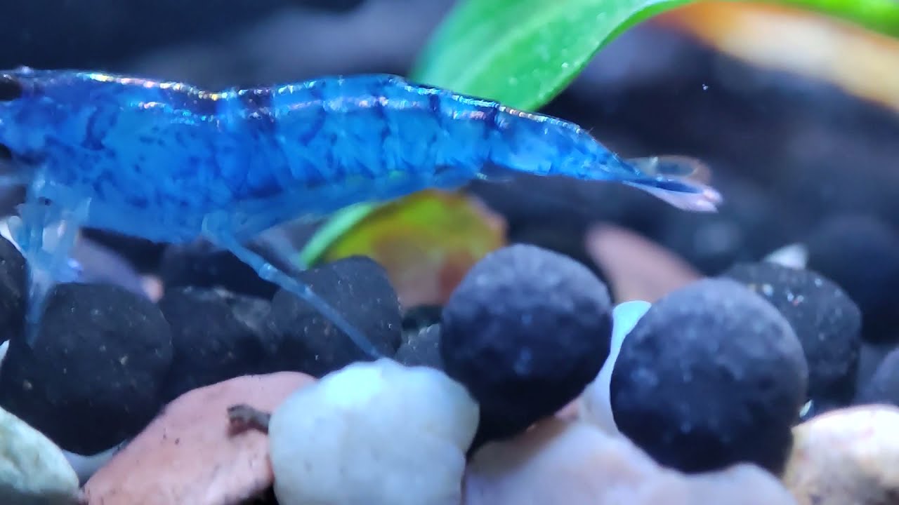 super zoom in dark blue shrimp