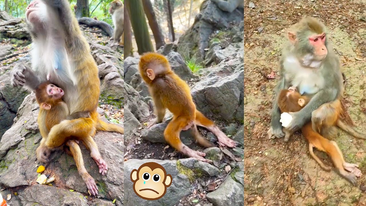 The baby monkey was disabled from a young age, the mother monkey always hugged her baby.