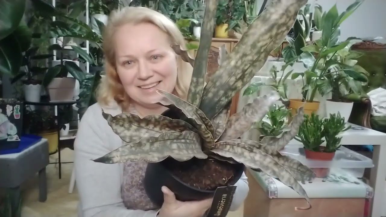 NA ZIELONO 🌱 UNBOXiNG 🌵 najdziwniejsza Sansevieria kirkii Coppertone 😳