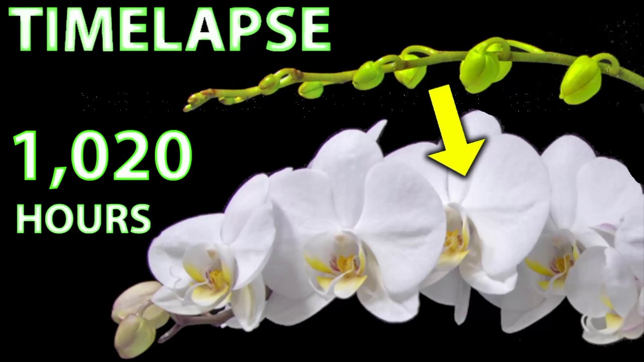 Timelapse Orchid Timeflows