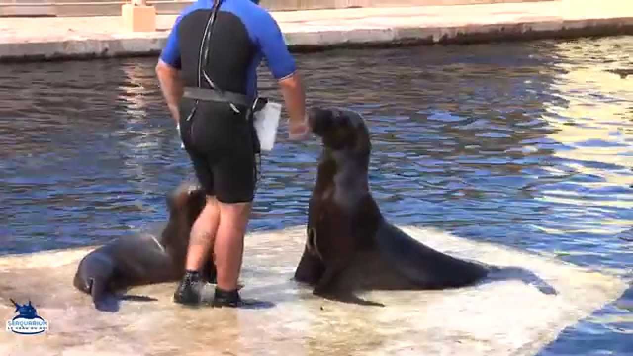 L'otarie Tess, l'enfant chérie du Seaquarium.